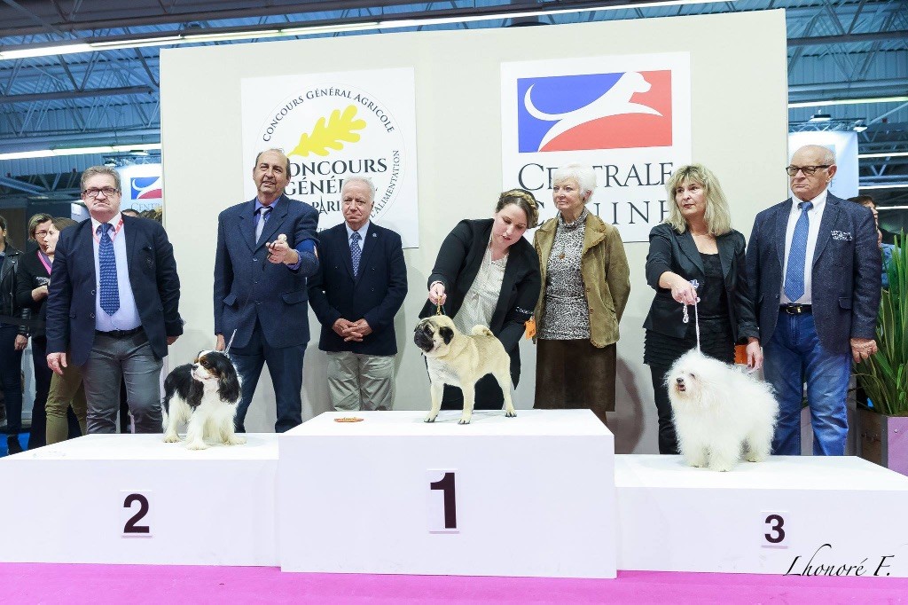 Du chevalier de saint maxime - CGA 2017