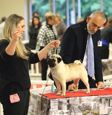 Du chevalier de saint maxime - Paris Dog Show