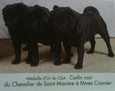 Du chevalier de saint maxime - Vos chiens Magazine