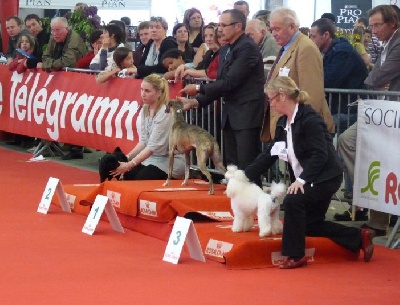 Du chevalier de saint maxime - Réserve BEST IN SHOW JEUNE pour Rihanna !!