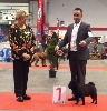  - BRUSSELS DOG SHOW 