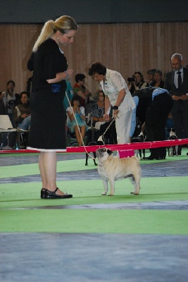 Du chevalier de saint maxime - Bambou WDS 2011 : CHAMPIONNE DU MONDE VETERAN