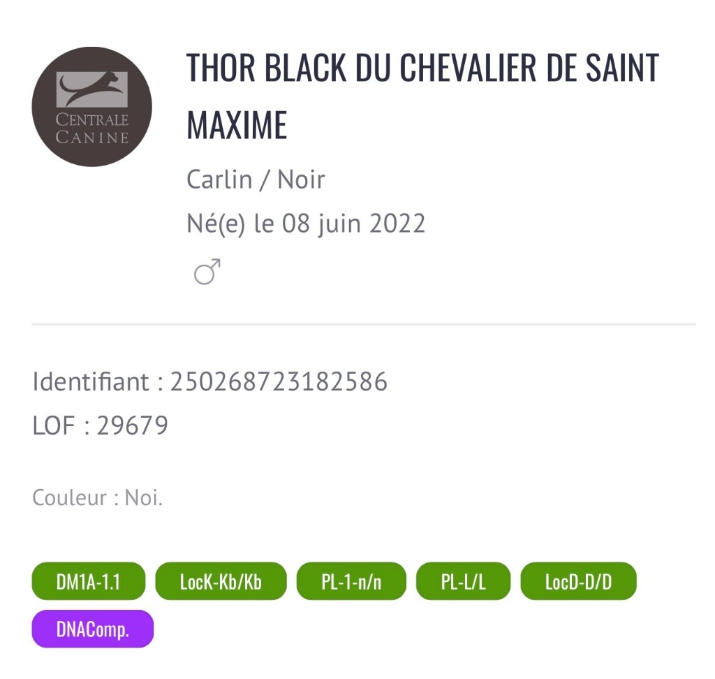 CH. Thor black Du chevalier de saint maxime