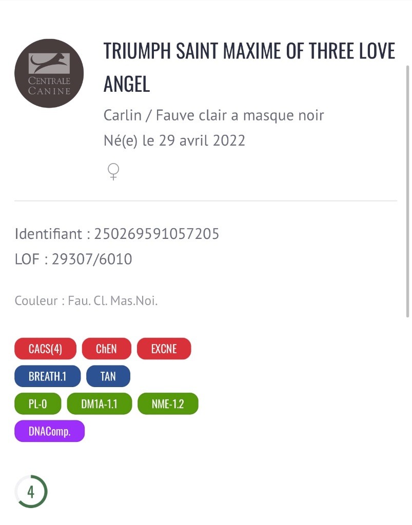 CH. Triumph saint maxime of three love angel