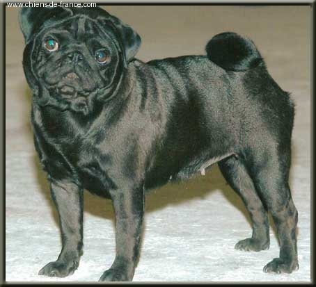 CH. Te revoila lisbeth black Du chevalier de saint maxime