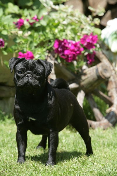 CH. Admirer lisbeth black Du chevalier de saint maxime