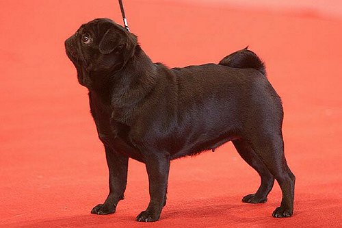 CH. Betty boops black Du chevalier de saint maxime