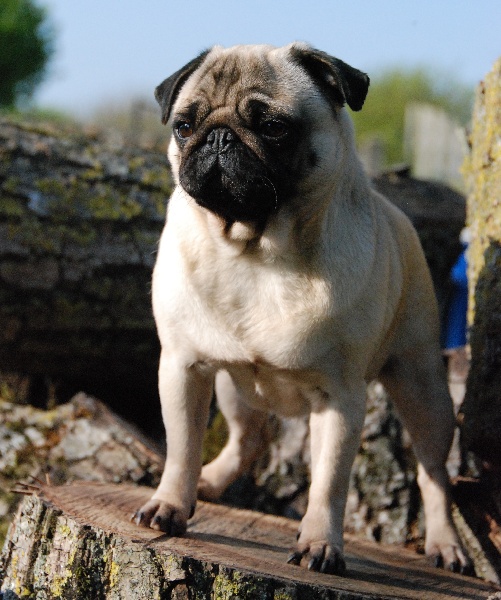 Daola dame de coeur Du chevalier de saint maxime