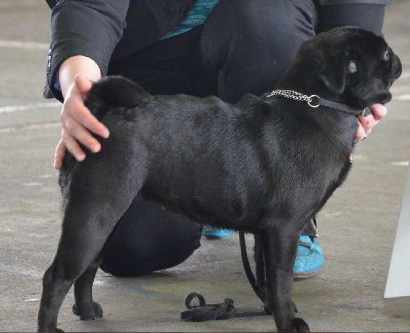 CH. Hamlet black love Du chevalier de saint maxime