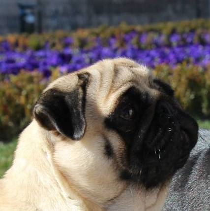 CH. Histoire d'amour Du chevalier de saint maxime