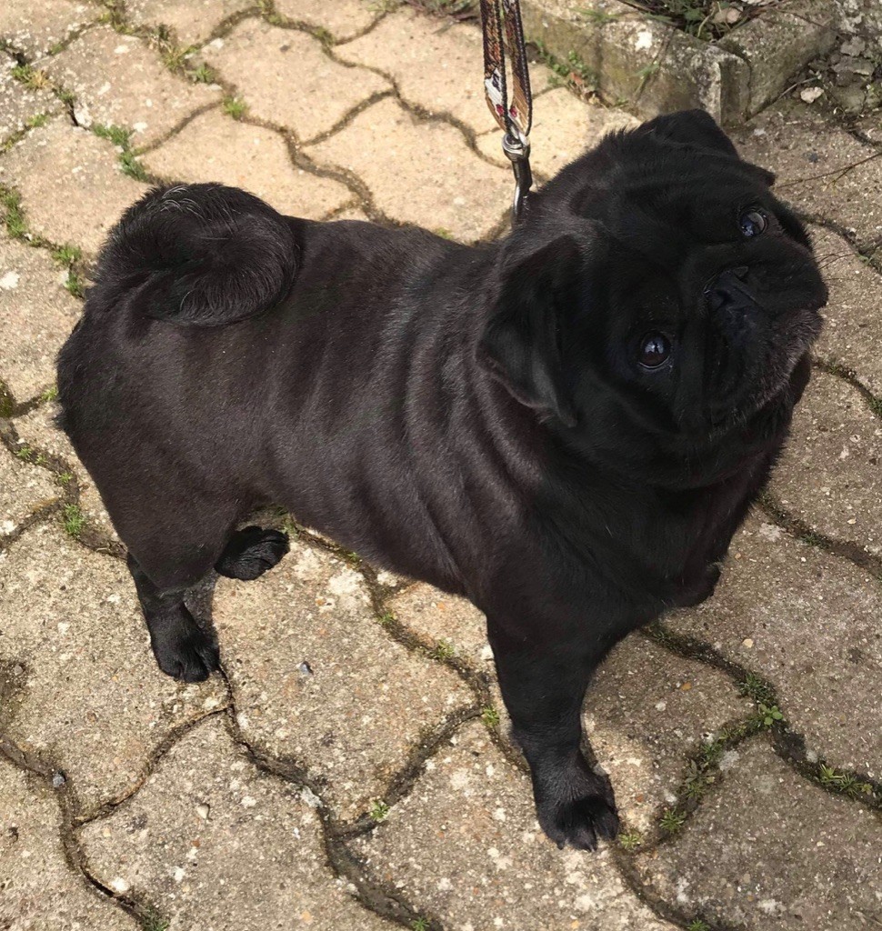 CH. Iphigénie bella black Du chevalier de saint maxime
