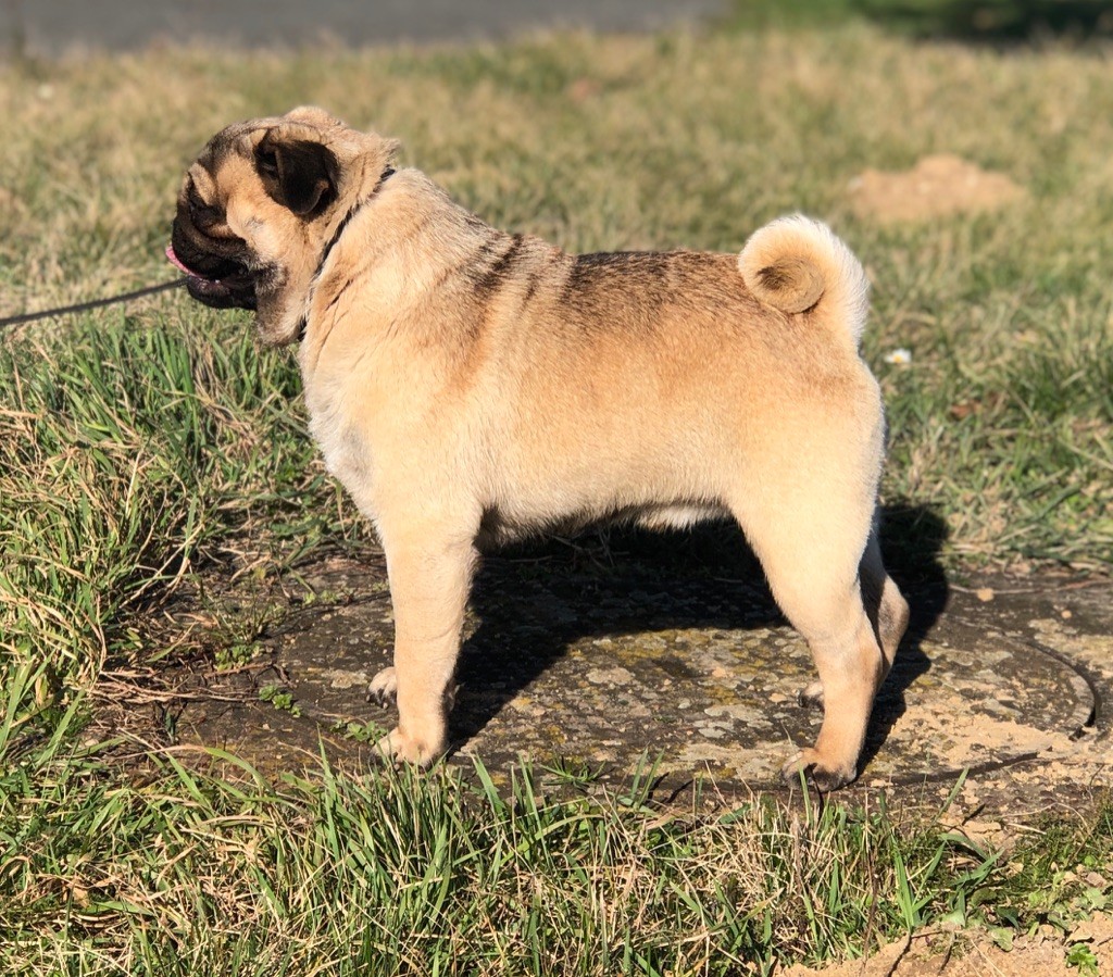 One from u2 « bono » Du chevalier de saint maxime