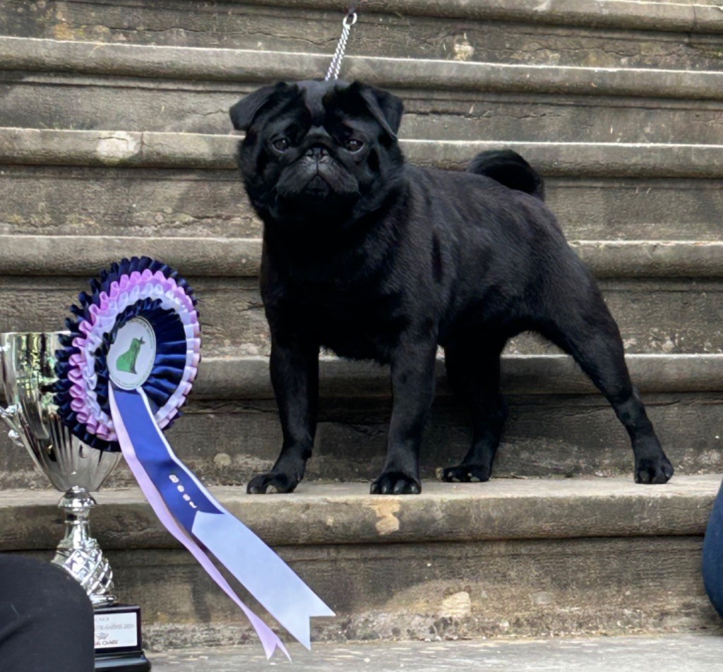 CH. Thor black Du chevalier de saint maxime