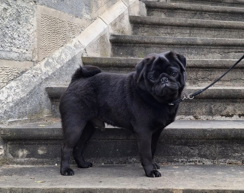 CH. Ursa major black Du chevalier de saint maxime