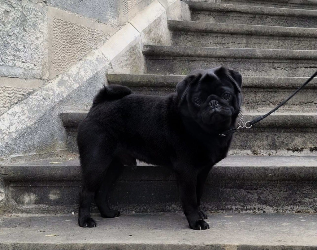 CH. Ursa major black Du chevalier de saint maxime