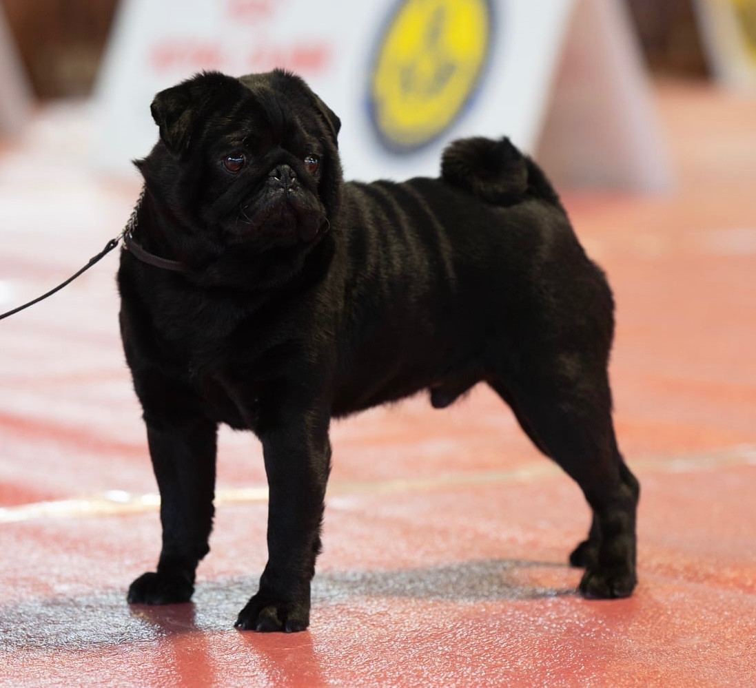 CH. Vade Retro Satanas Black Du chevalier de saint maxime