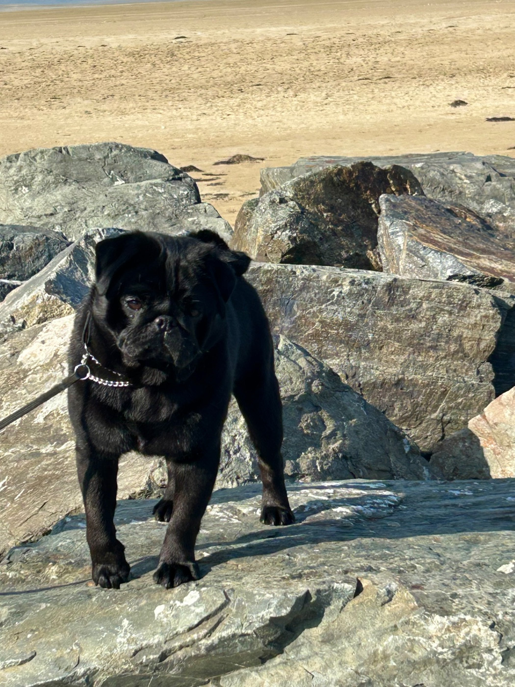 CH. Amore mio black Du chevalier de saint maxime