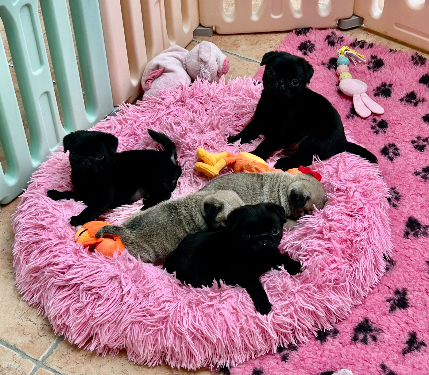 Chiots noirs et sables