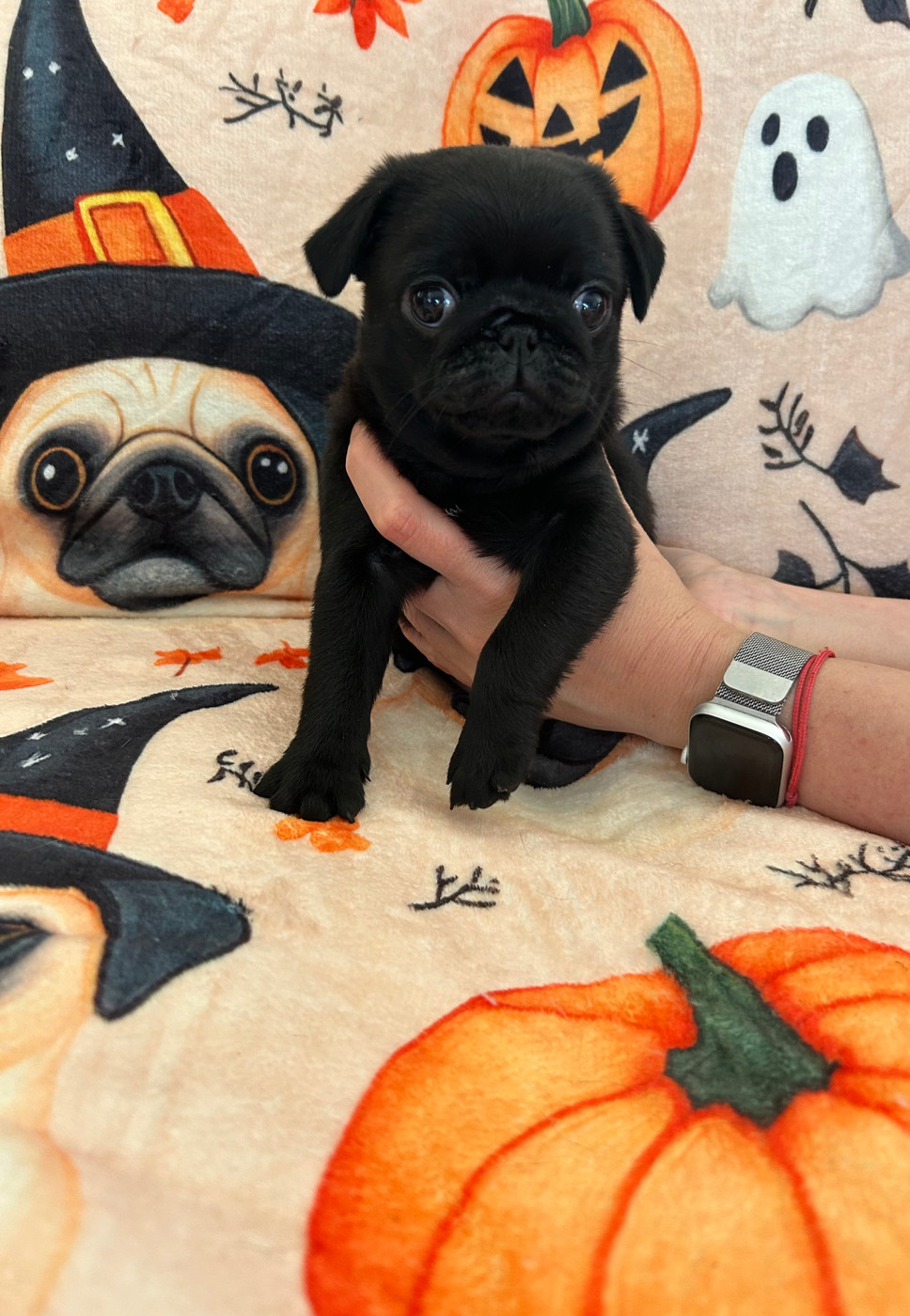 💥Nos Chiots disponibles💥