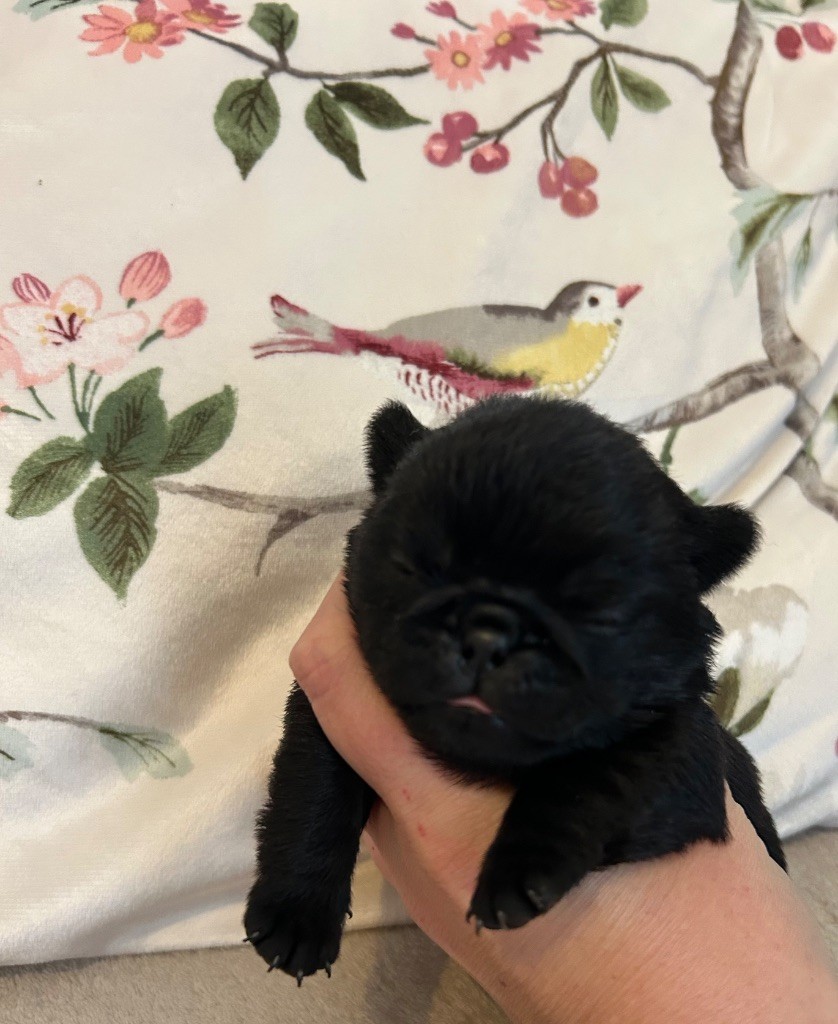 Du chevalier de saint maxime - Chiots disponibles - Carlin