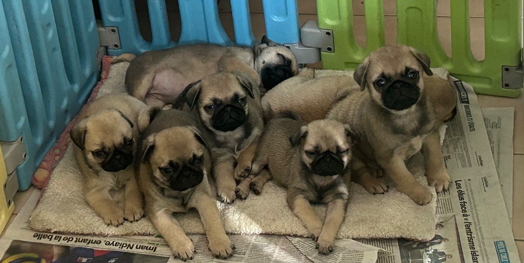 Du chevalier de saint maxime - Carlin - Portée née le 14/08/2025
