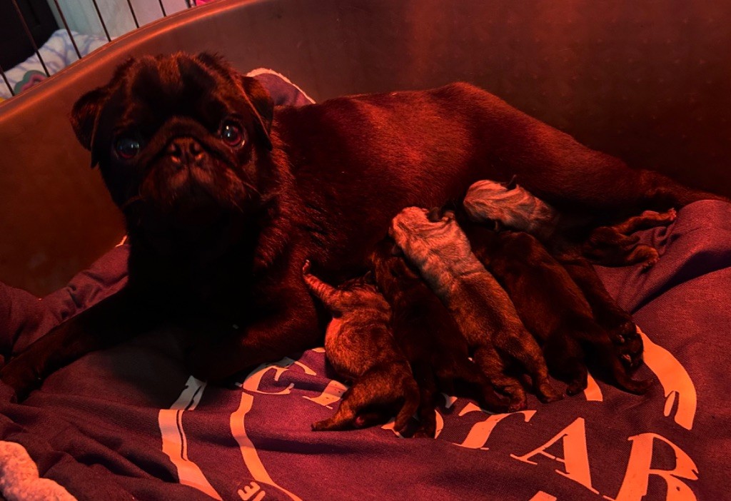 Chiot Carlin Du chevalier de saint maxime