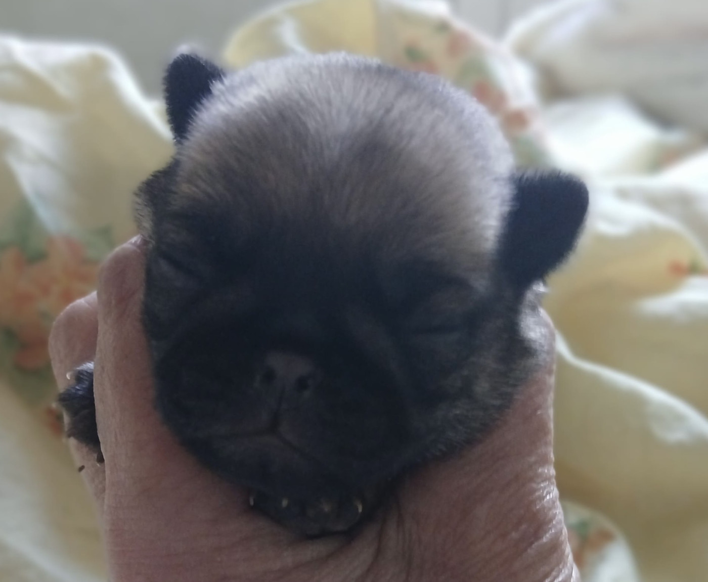 Du chevalier de saint maxime - Chiots disponibles - Carlin