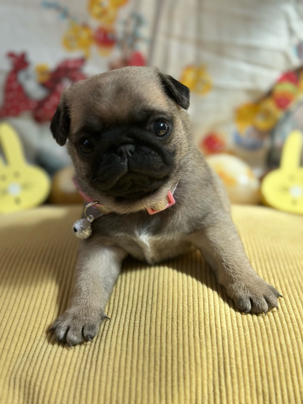 Du chevalier de saint maxime - Chiots disponibles - Carlin