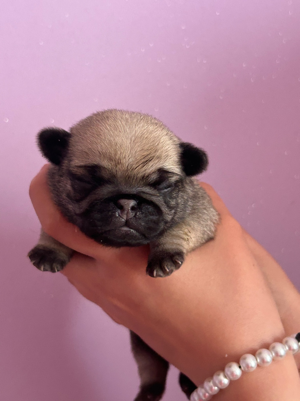 Du chevalier de saint maxime - Chiots disponibles - Carlin