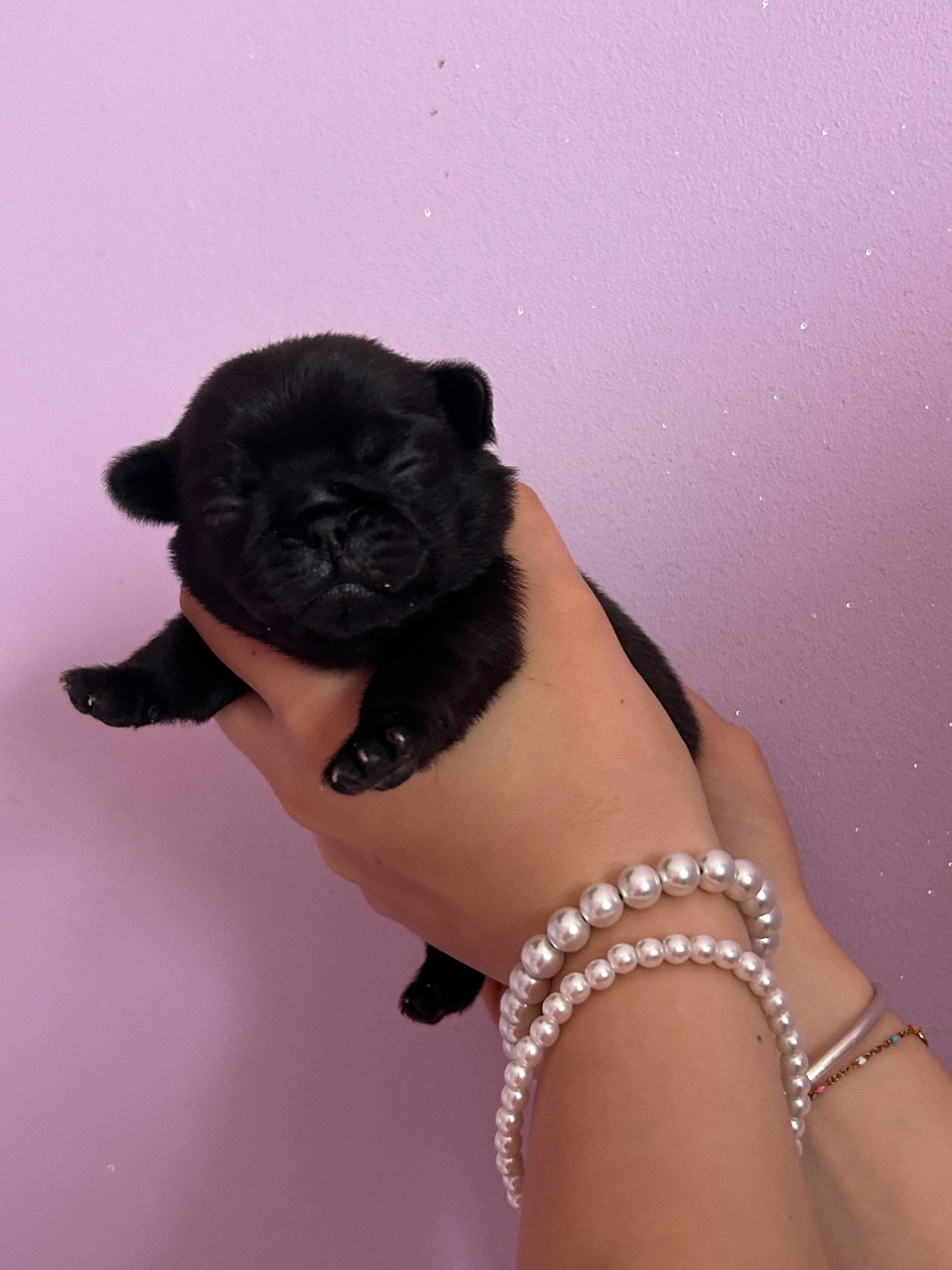 Du chevalier de saint maxime - Chiots disponibles - Carlin