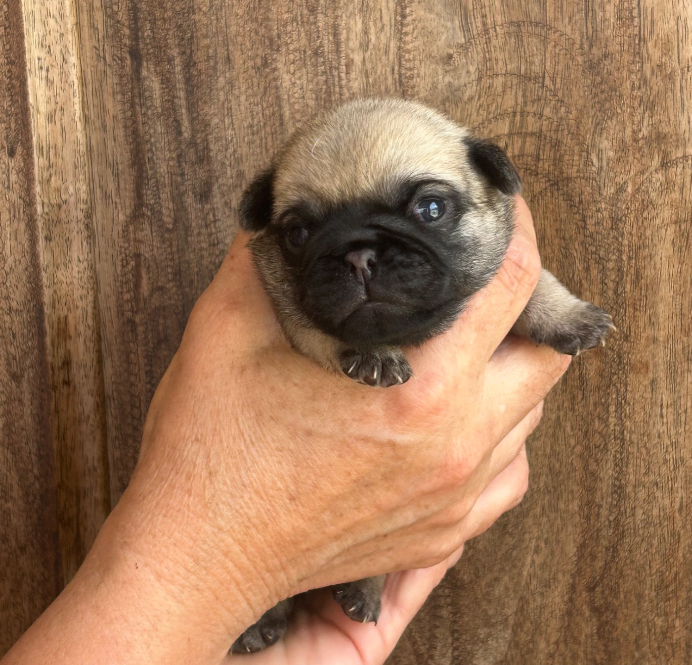 Du chevalier de saint maxime - Chiots disponibles - Carlin