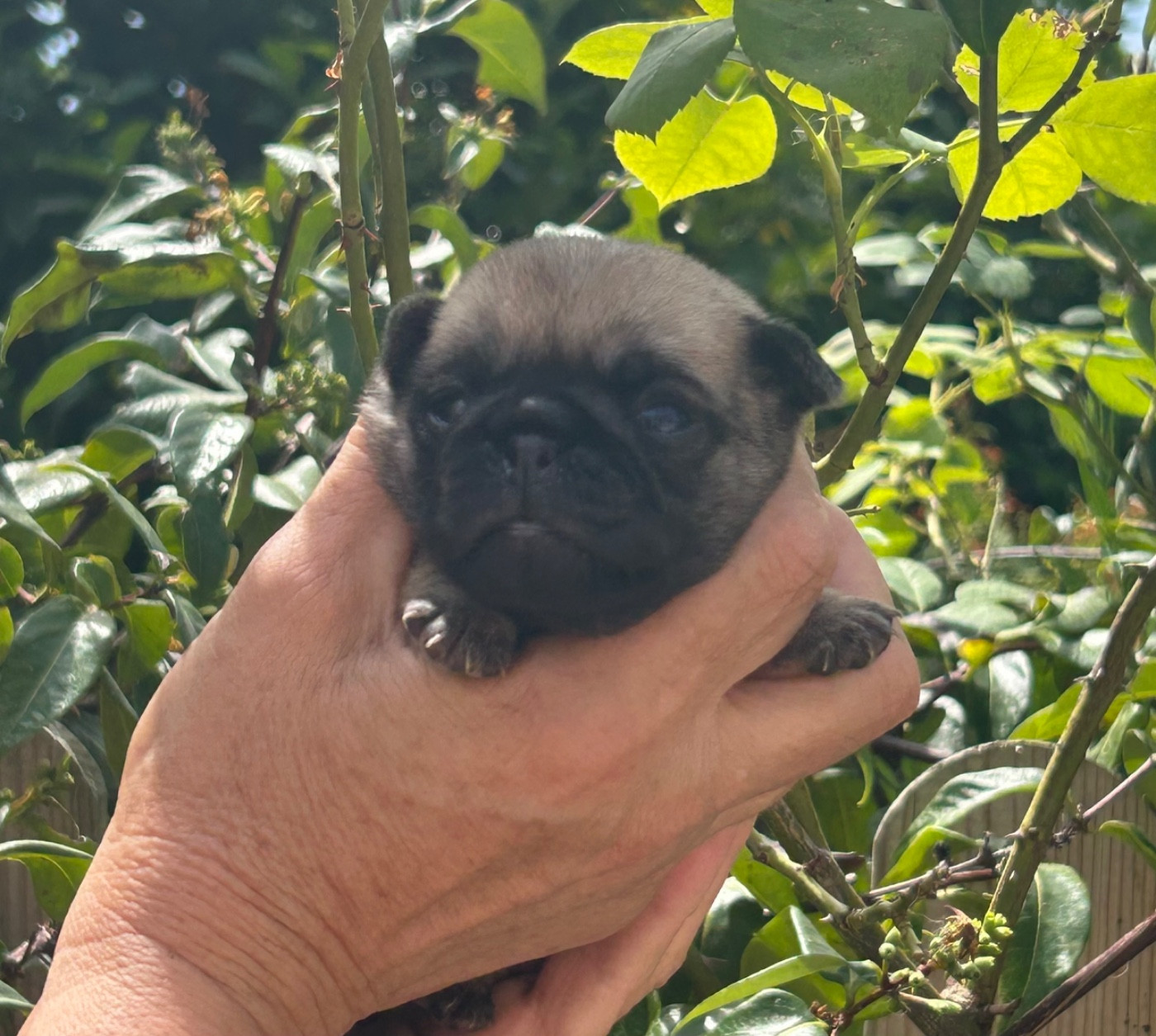 Du chevalier de saint maxime - Chiots disponibles - Carlin