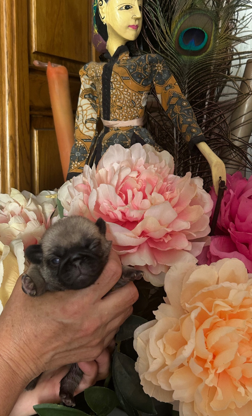 Du chevalier de saint maxime - Chiots disponibles - Carlin