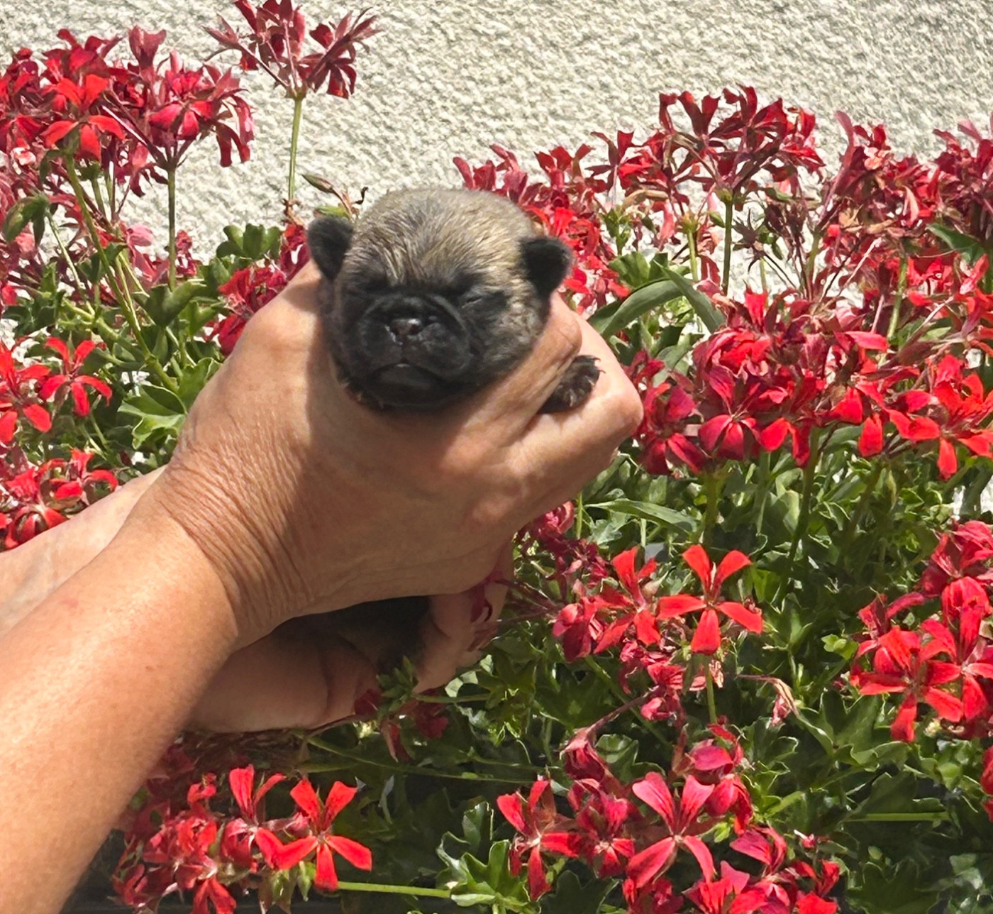 Du chevalier de saint maxime - Chiots disponibles - Carlin