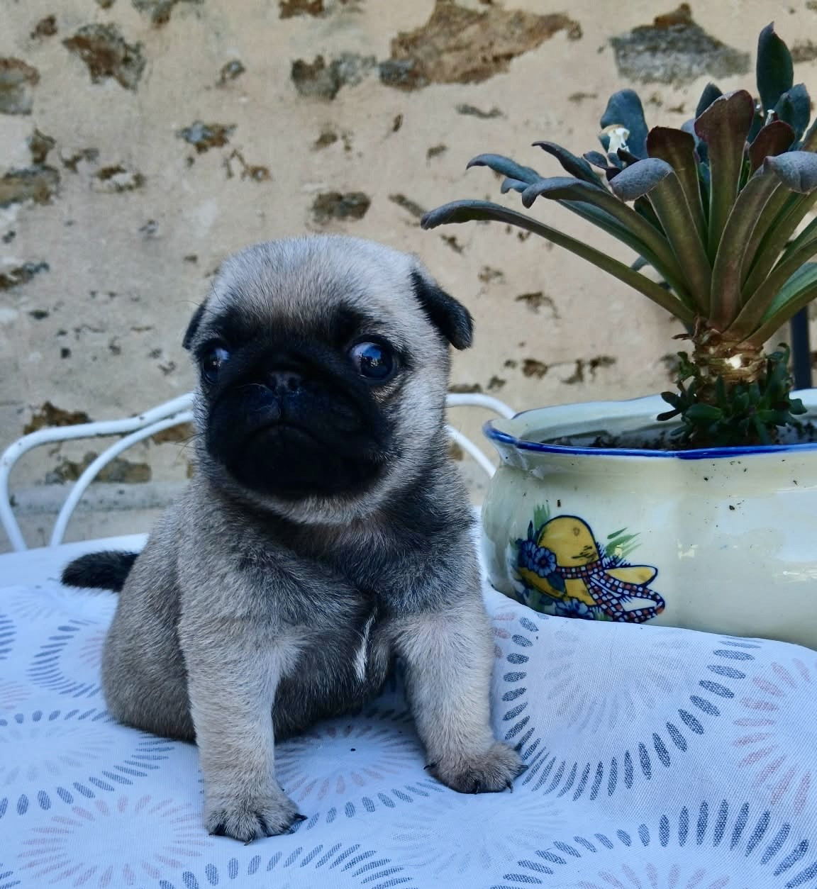 Du chevalier de saint maxime - Chiots disponibles - Carlin