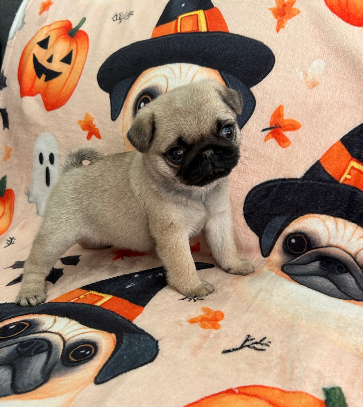 Du chevalier de saint maxime - Chiots disponibles - Carlin
