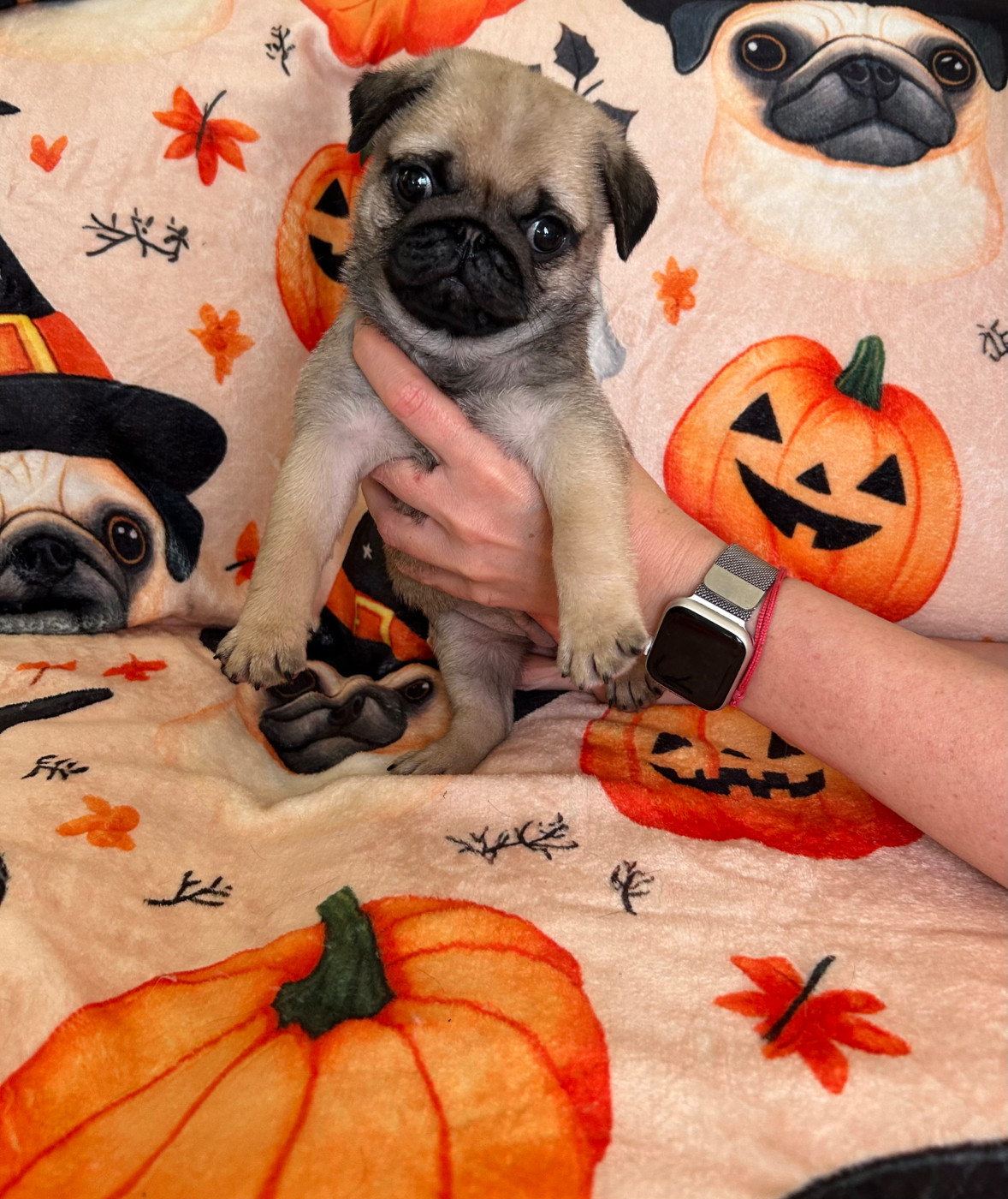 Du chevalier de saint maxime - Chiots disponibles - Carlin