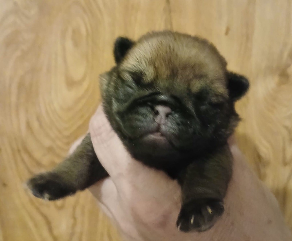 Du chevalier de saint maxime - Chiots disponibles - Carlin
