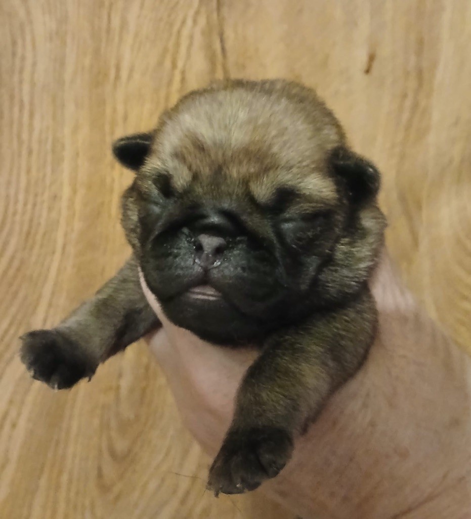 Du chevalier de saint maxime - Chiots disponibles - Carlin