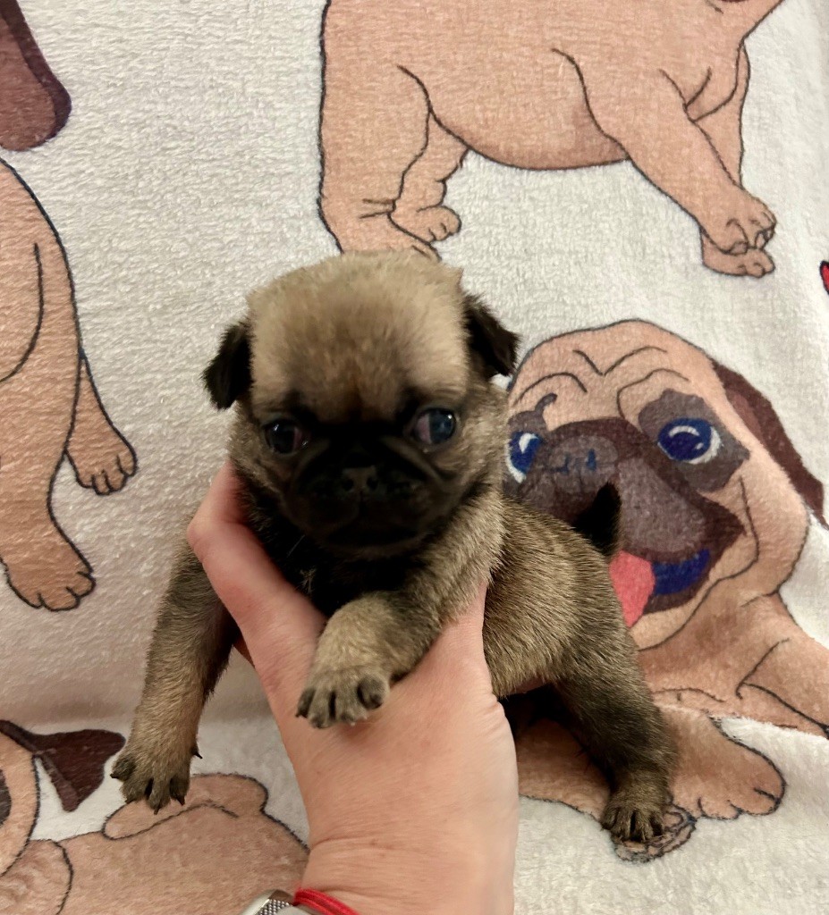 Du chevalier de saint maxime - Chiots disponibles - Carlin