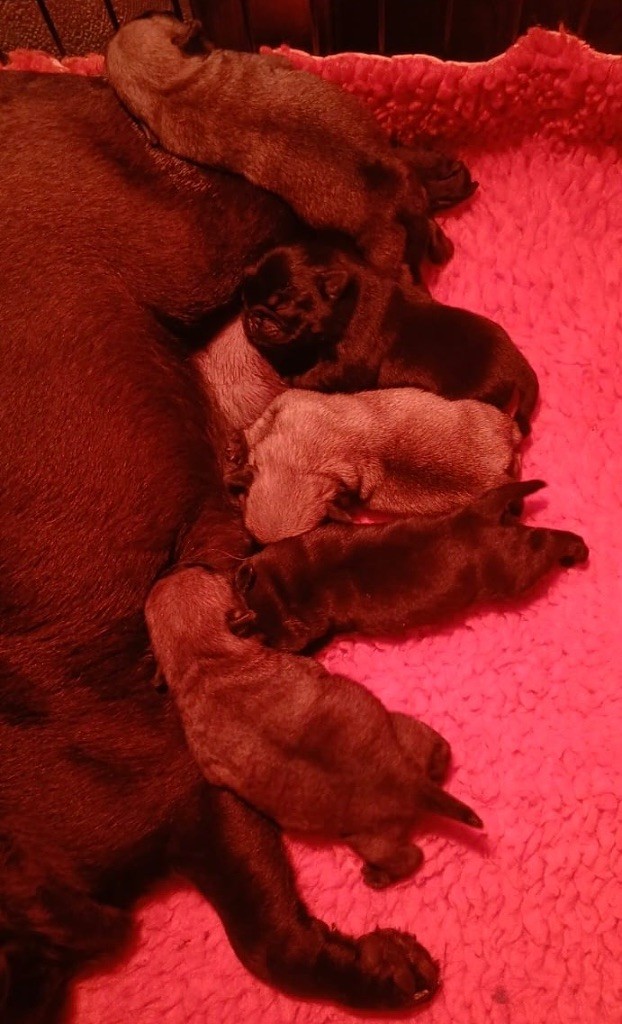 Du chevalier de saint maxime - Chiots disponibles - Carlin
