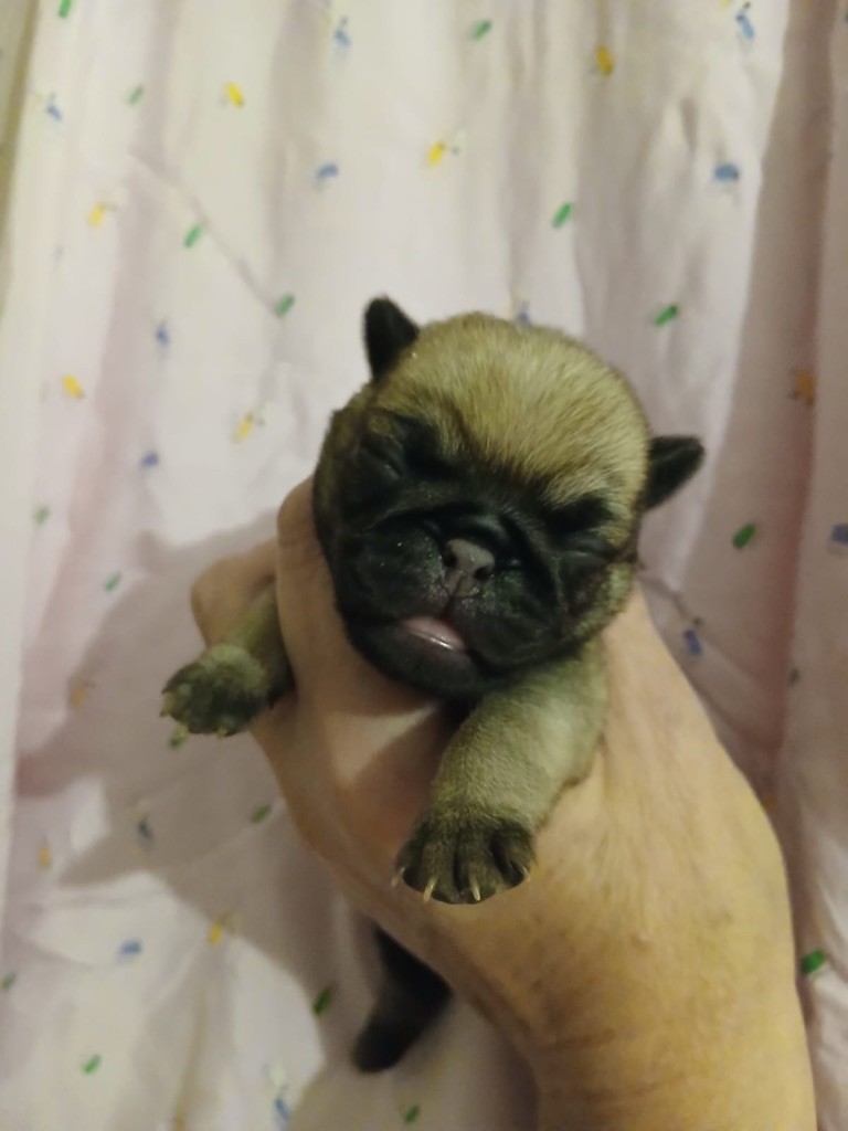 Du chevalier de saint maxime - Chiots disponibles - Carlin
