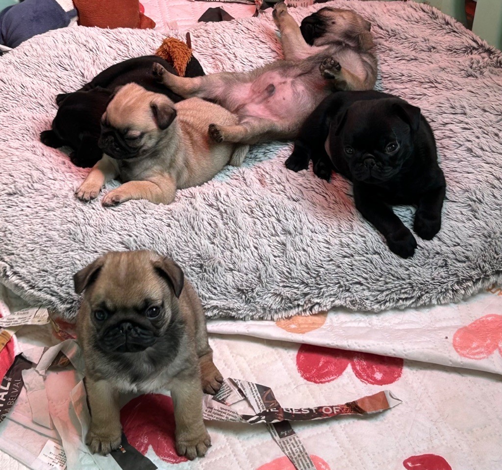 Du chevalier de saint maxime - Carlin - Portée née le 01/09/2025