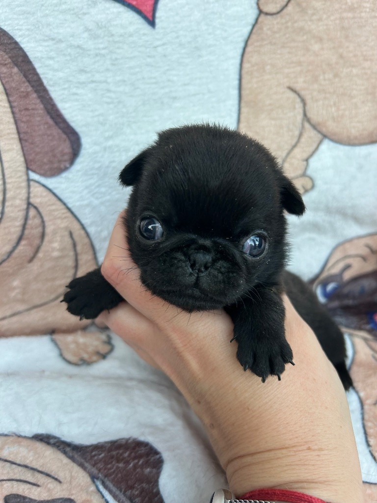 Du chevalier de saint maxime - Chiots disponibles - Carlin