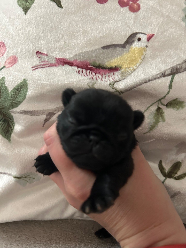 Du chevalier de saint maxime - Chiots disponibles - Carlin
