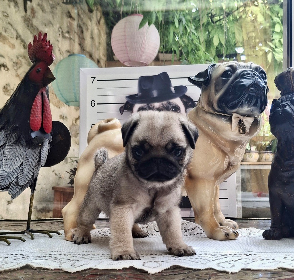 Du chevalier de saint maxime - Chiots disponibles - Carlin