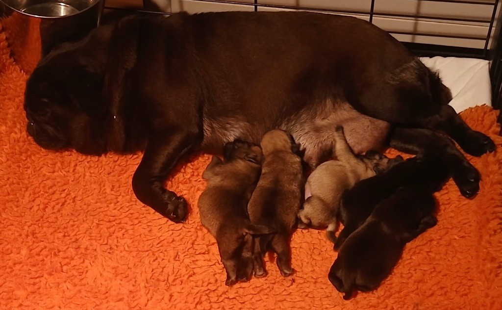 Chiot Carlin Du chevalier de saint maxime