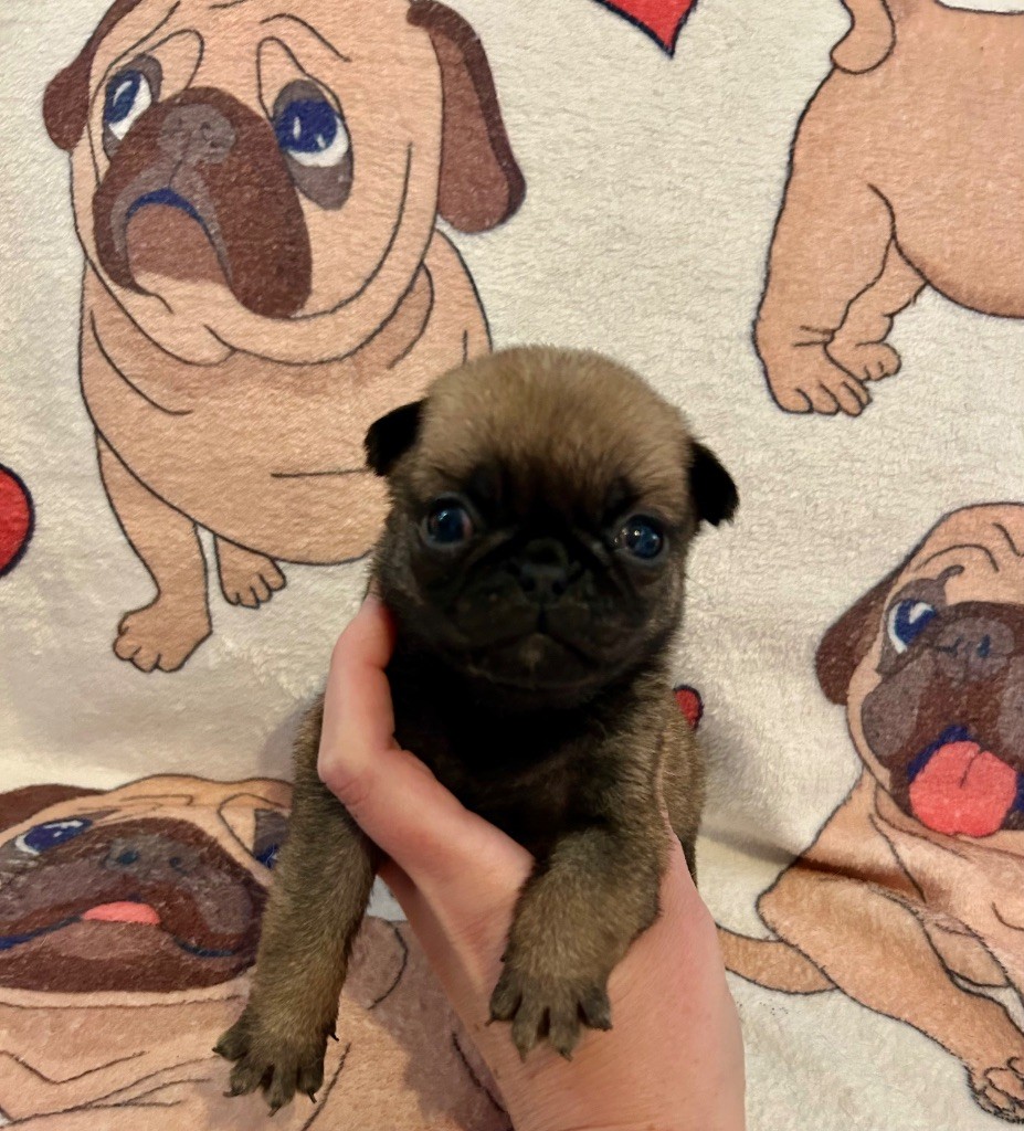 Du chevalier de saint maxime - Chiots disponibles - Carlin