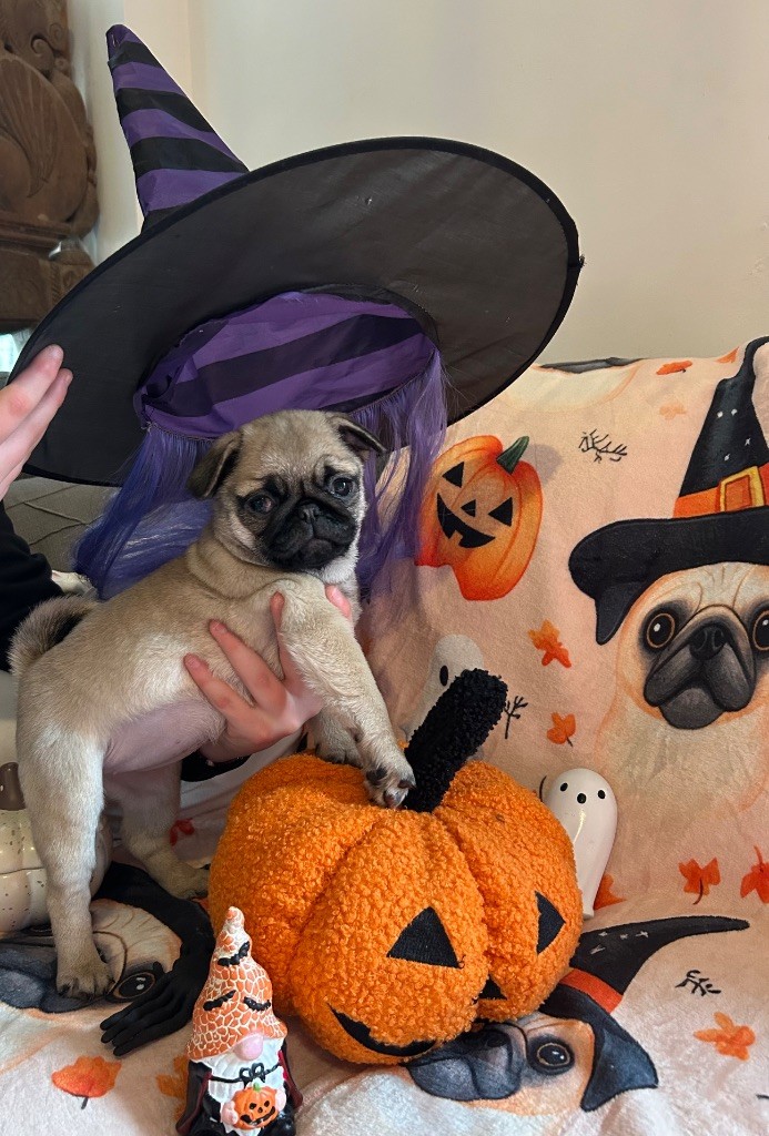 Du chevalier de saint maxime - Chiots disponibles - Carlin