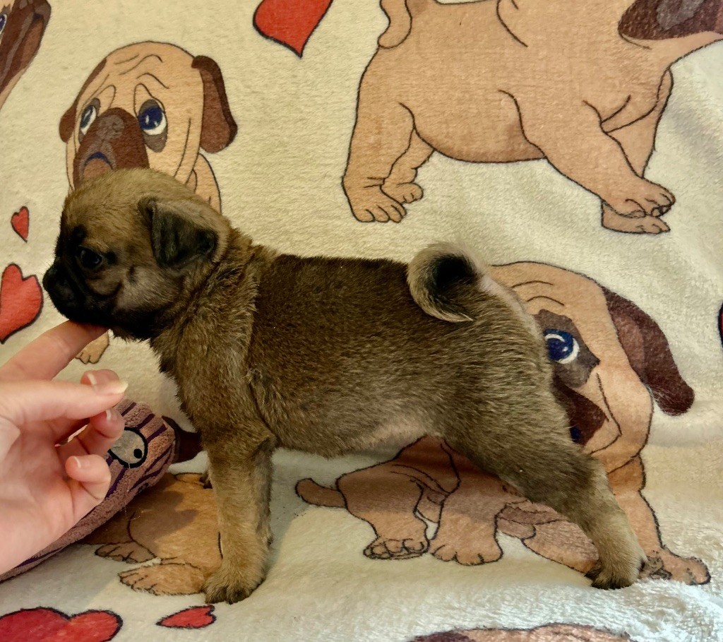 Du chevalier de saint maxime - Chiots disponibles - Carlin